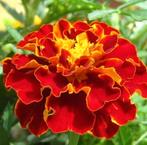 Zaden van rode Tagettes pat. , oogst 2025, Ophalen of Verzenden, Zaad