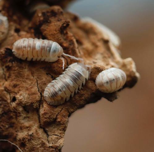 Verschillende soorten Armadillidium isopods beschikbaar, Dieren en Toebehoren, Insecten en Spinnen