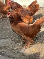 Ukkelse en everbergse baardkrielen, Dieren en Toebehoren, Pluimvee