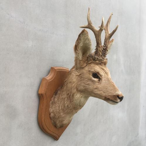 Hertekop, ree met gewei - taxidermie, Verzamelen, Dierenverzamelingen, Gebruikt, Gewei of Kop, Hert, Ophalen of Verzenden