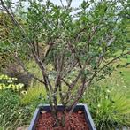 Sierboom/Euonymus alatus compactus, Overige soorten, Lente, 100 tot 250 cm, Ophalen