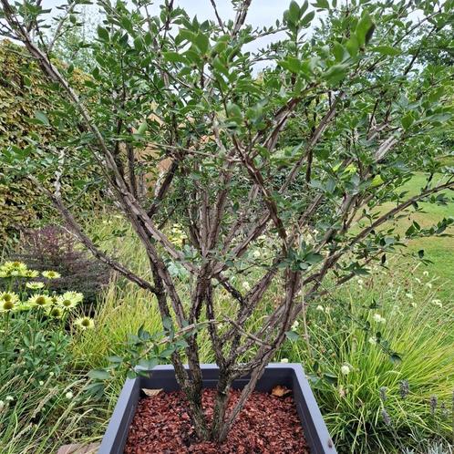 Sierboom/Euonymus alatus compactus, Tuin en Terras, Planten | Bomen, Overige soorten, 100 tot 250 cm, Volle zon, Lente, In pot