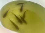 7 schupkarpertjes, Karper of Koi