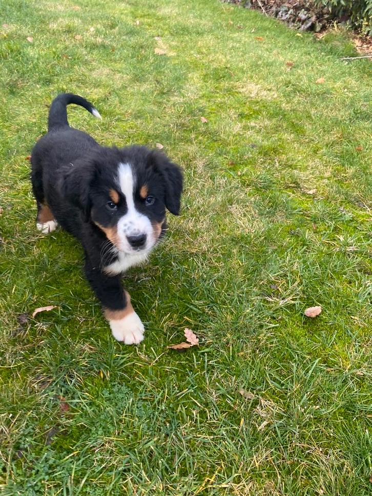 Berner Sennen pups, Dieren en Toebehoren, Honden | Herdershonden en Veedrijvers, Meerdere dieren, Overige rassen, Fokker | Professioneel