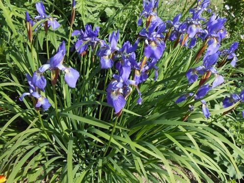 Verschillende soorten irissen te koop, Tuin en Terras, Planten | Tuinplanten, Ophalen