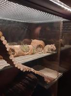 Knaagdieren Terrarium perfect voor de Ikea Besta lijn, Nieuw, 90 cm of meer, Minder dan 75 cm, Hamster