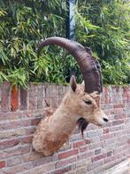 Opgezette kop steenbok taxidermie gewei schedel hert jacht, Ophalen, Wild dier, Gewei of Kop