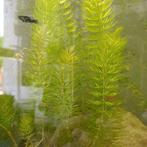 Aquariumplant hoornblad, Ophalen, Nieuw, Plant(en), Steen of Hout
