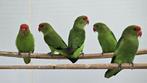 Taranta agapornis, Dieren en Toebehoren, Meerdere dieren, Dwergpapegaai of Agapornis