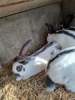 Raszuivere Lotharinger 11 weken oud, Dieren en Toebehoren, Konijnen