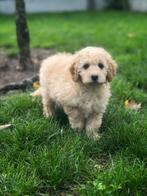 Ontdek onze Mini-Labradoodle pups uniek mooi, Dieren en Toebehoren, België, CDV (hondenziekte), 8 tot 15 weken, Meerdere