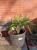 Chinese waaierpalm, Tuin en Terras, Ophalen
