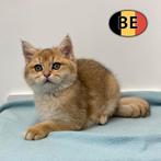 Prachtige Britse korthaar-kittens te koop, Meerdere dieren, Gechipt, 0 tot 2 jaar