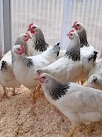 jeunes belles poules Sussex blanches/noires à partir de 9 eu, Animaux & Accessoires, Femelle, Poule ou poulet