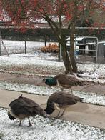 3 blauwe pauwen, Dieren en Toebehoren, Pluimvee