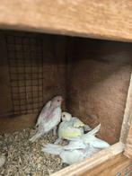 Jongen halsbandparkieten, Dieren en Toebehoren