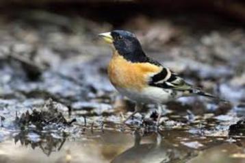 KEEP KEEPVINK MAN 2025 beschikbaar voor biedingen