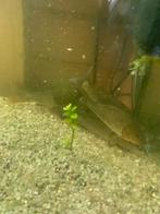 Koi/karp, Dieren en Toebehoren, Vissen | Aquariumvissen