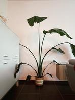 ongeveer 1.7meter Strelitzia, Ophalen