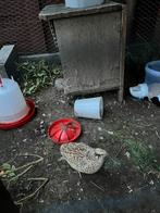 Japanse kwartels hennen, Dieren en Toebehoren, Vrouwelijk, Overige soorten