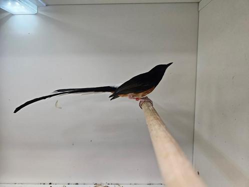1-1 schama lijsters ( in nl ), Dieren en Toebehoren, Vogels | Overige Vogels, Tropenvogel, Meerdere dieren, Geringd