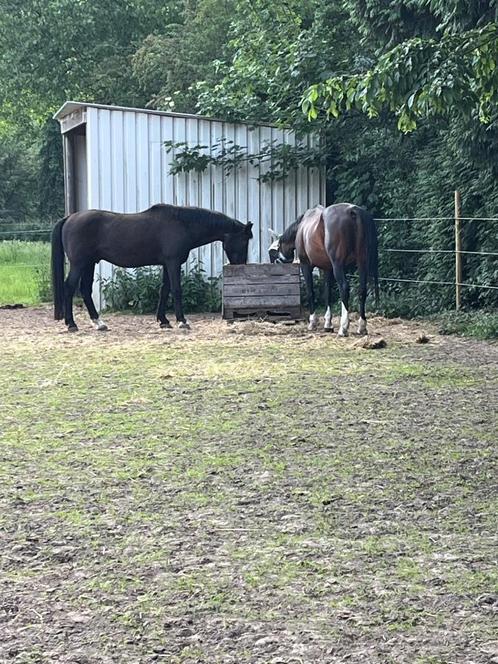 Pension aangeboden, Dieren en Toebehoren, Stalling en Weidegang, Stalling, Weidegang