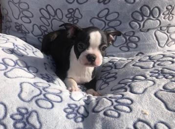 Boston terrier pup reutje beschikbaar voor biedingen