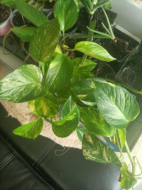 Drakenklimop plantjes (Epipremnum Aureum), Huis en Inrichting, Kamerplanten, Overige soorten, Minder dan 100 cm, Groene kamerplant