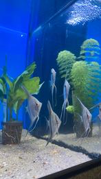 Maanvis scalare calico, Dieren en Toebehoren, Vissen | Aquariumvissen