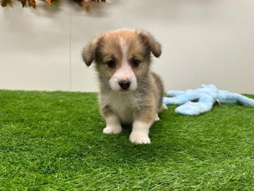 Nestje Welsh Corgi pups beschikbaar voor biedingen