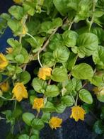 Lysimachia nummularia penningkruid, Ophalen, Bodembedekkers, Vaste plant, Halfschaduw
