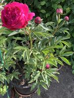 Pioenroos, Tuin en Terras, Planten | Tuinplanten, Ophalen, Vaste plant, Overige soorten
