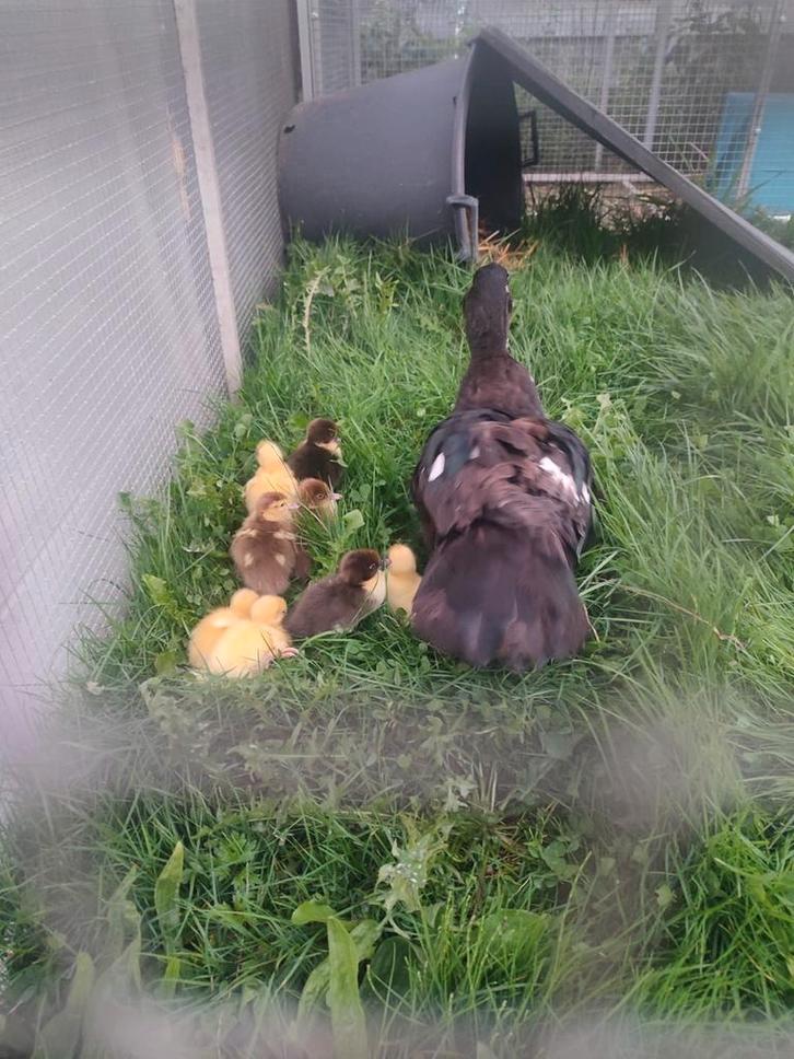 Barbarie kloek met 7 kleintjes 25/9, Dieren en Toebehoren, Pluimvee, Eend, Geslacht onbekend