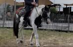 15 jarige Bonte D pony VANDAAG OPHALEN