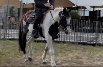 15 jarige Bonte D pony VANDAAG OPHALEN beschikbaar voor biedingen