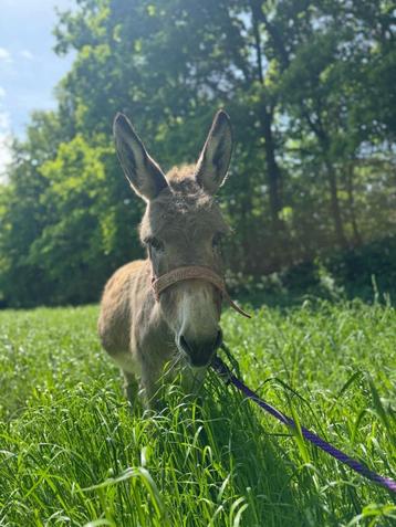 Lieve 7-jarige ezelmerrie beschikbaar voor biedingen
