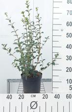 Osmanthus burkwoodii, Ophalen, Haag, Minder dan 100 cm