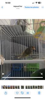 Métis van een 1 jaar oude kleur Jasper bonte song Widani, Mannelijk, Wildzangvogel, Tam