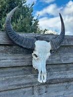 Schedel buffel, Antiek en Kunst, Ophalen of Verzenden