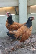 Vorwerk haantjes, Dieren en Toebehoren, Mannelijk, Kip