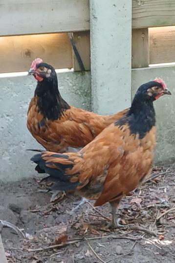 Vorwerk haantjes, Mâle, Poule ou poulet