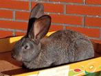 konijn Vlaamse reus, Dieren en Toebehoren, Konijnen, Vrouwelijk, Groot