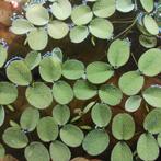 Salvinia drijfplanten, Ophalen, Zo goed als nieuw