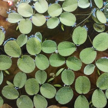 Salvinia drijfplanten beschikbaar voor biedingen