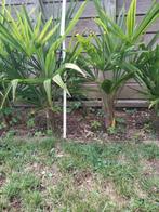 trachy carpus palmboom, Tuin en Terras, Planten | Tuinplanten, Ophalen, Zomer