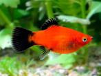 platy