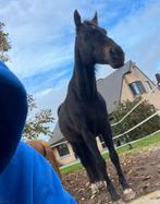 Gezocht! Keulse hoeve’s kalou, Dieren en Toebehoren, Met stamboom, Ruin, 11 jaar of ouder, Recreatiepony