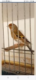 Kruising grote distelvink x kanarie, Dieren en Toebehoren