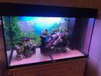 Aquarium, Dieren en Toebehoren, Ophalen, Gebruikt, Leeg aquarium