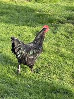 Jonge zwarte Brahma haan, Dieren en Toebehoren, Mannelijk, Kip